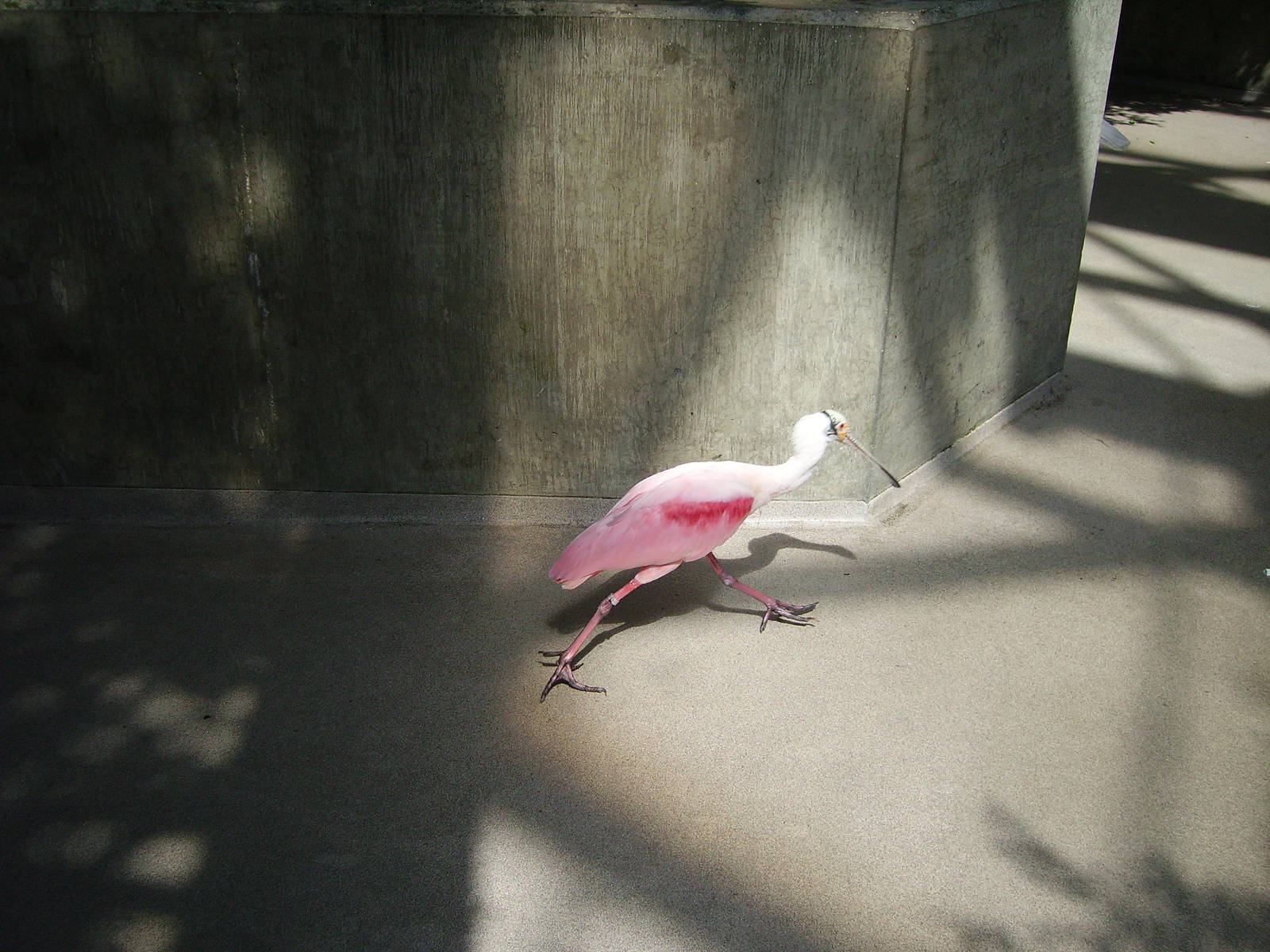 Roseate Spoonbill - Florida Aquarium