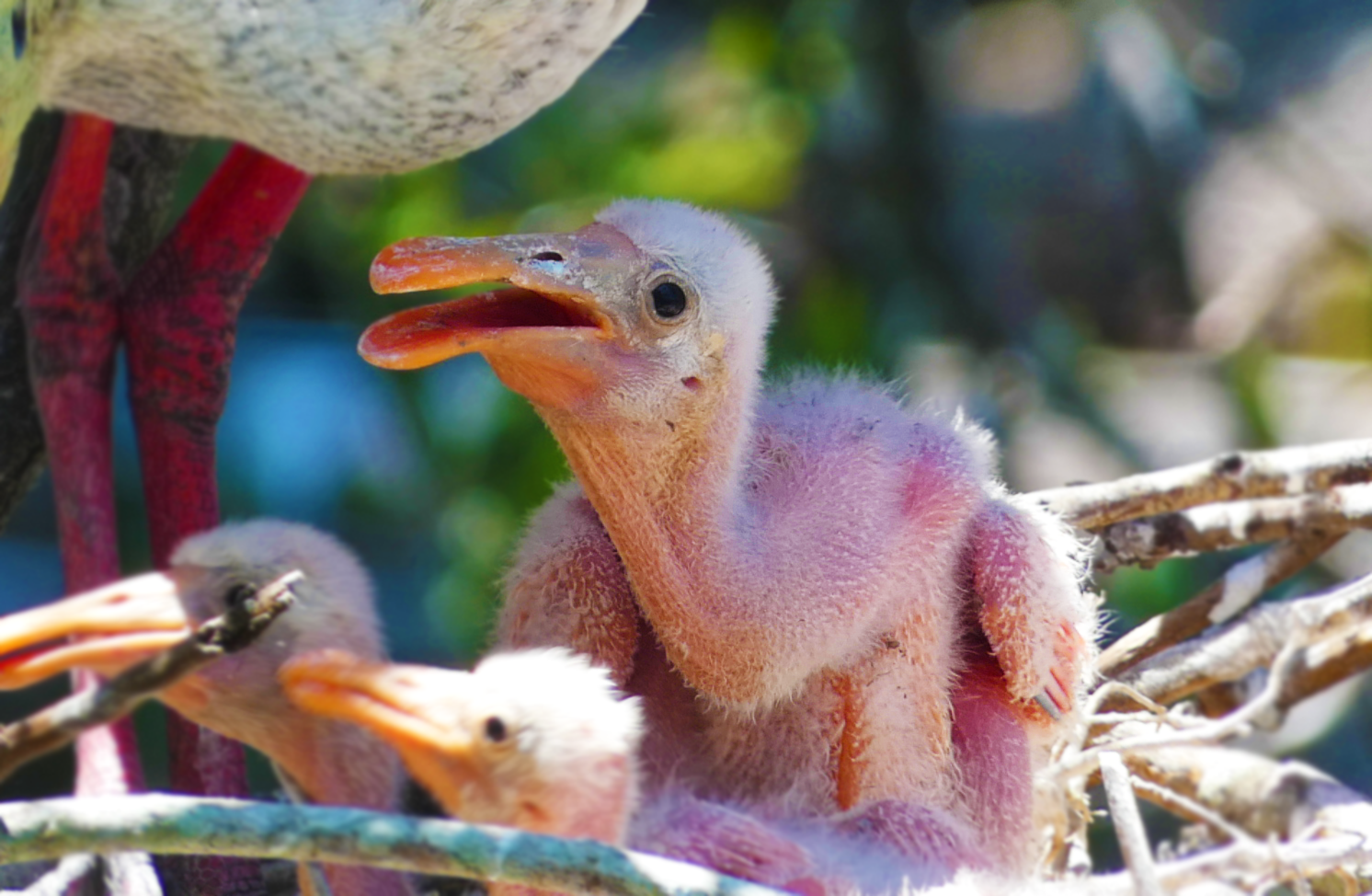 Roseate Spoonbill Hatchling, Native Bird Rookery - June 2022