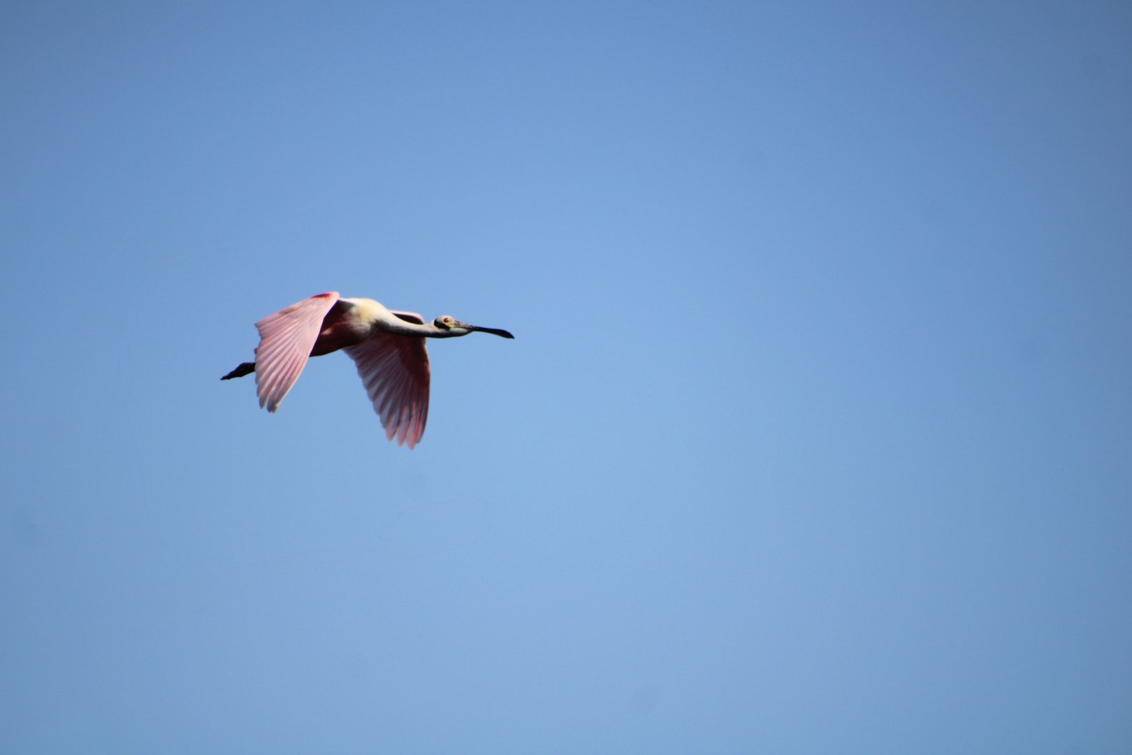 Roseate Spoonbill in Flight (Platalea ajaja)