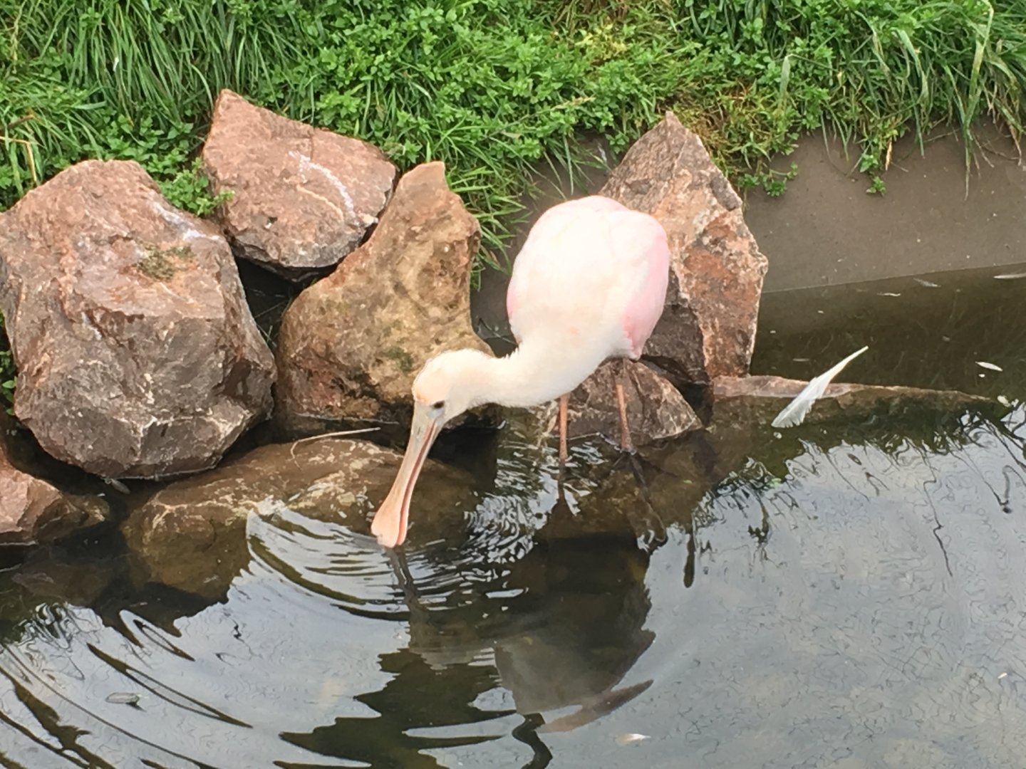 Roseate spoonbill in South American walkthrough aviary 030817