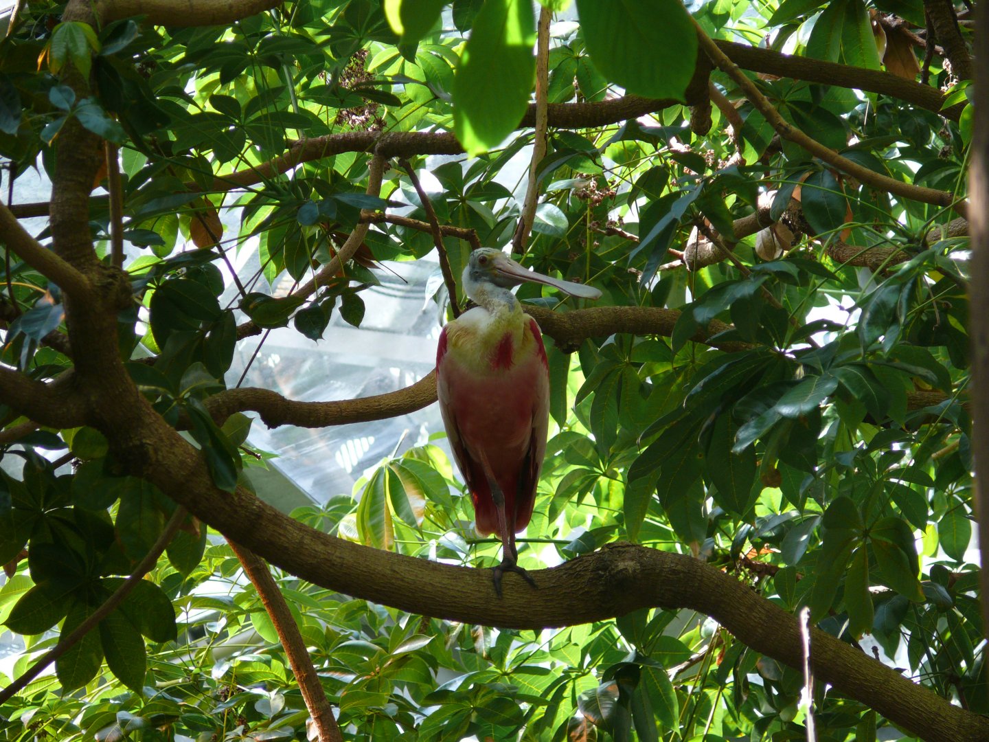 Roseate spoonbill in the canopy - reopening 31-08-2020