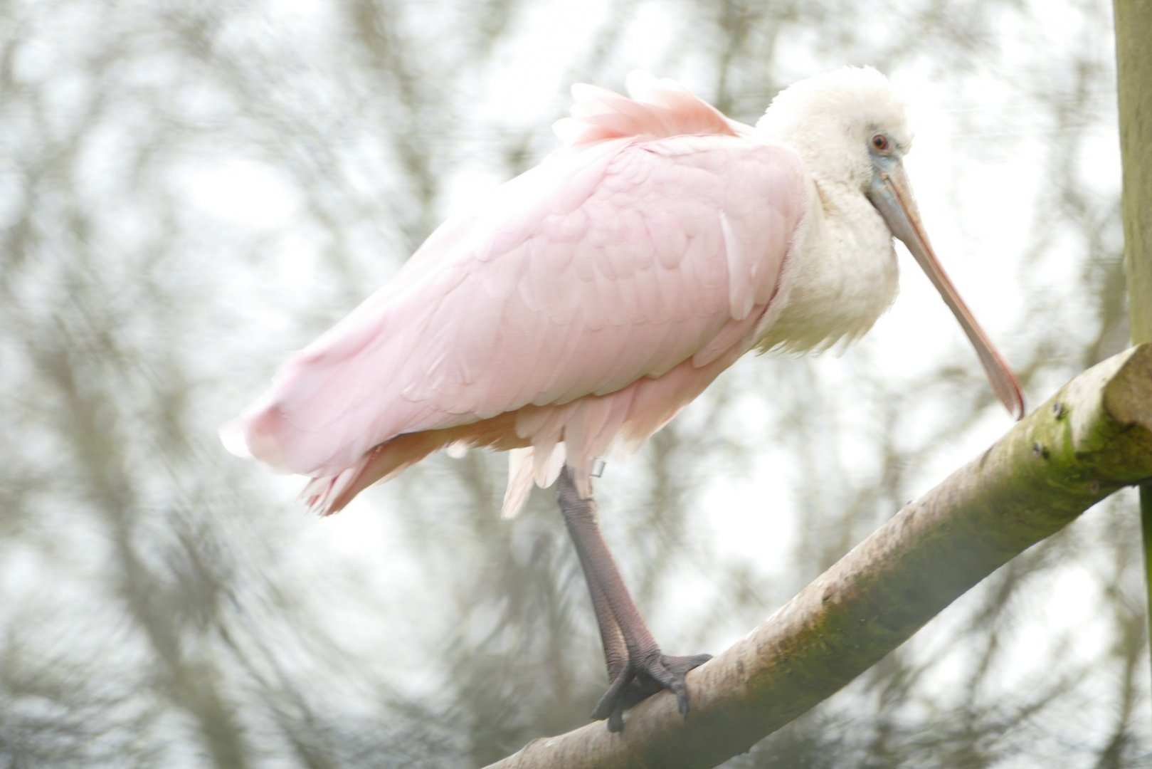 Roseate Spoonbill, January 2022