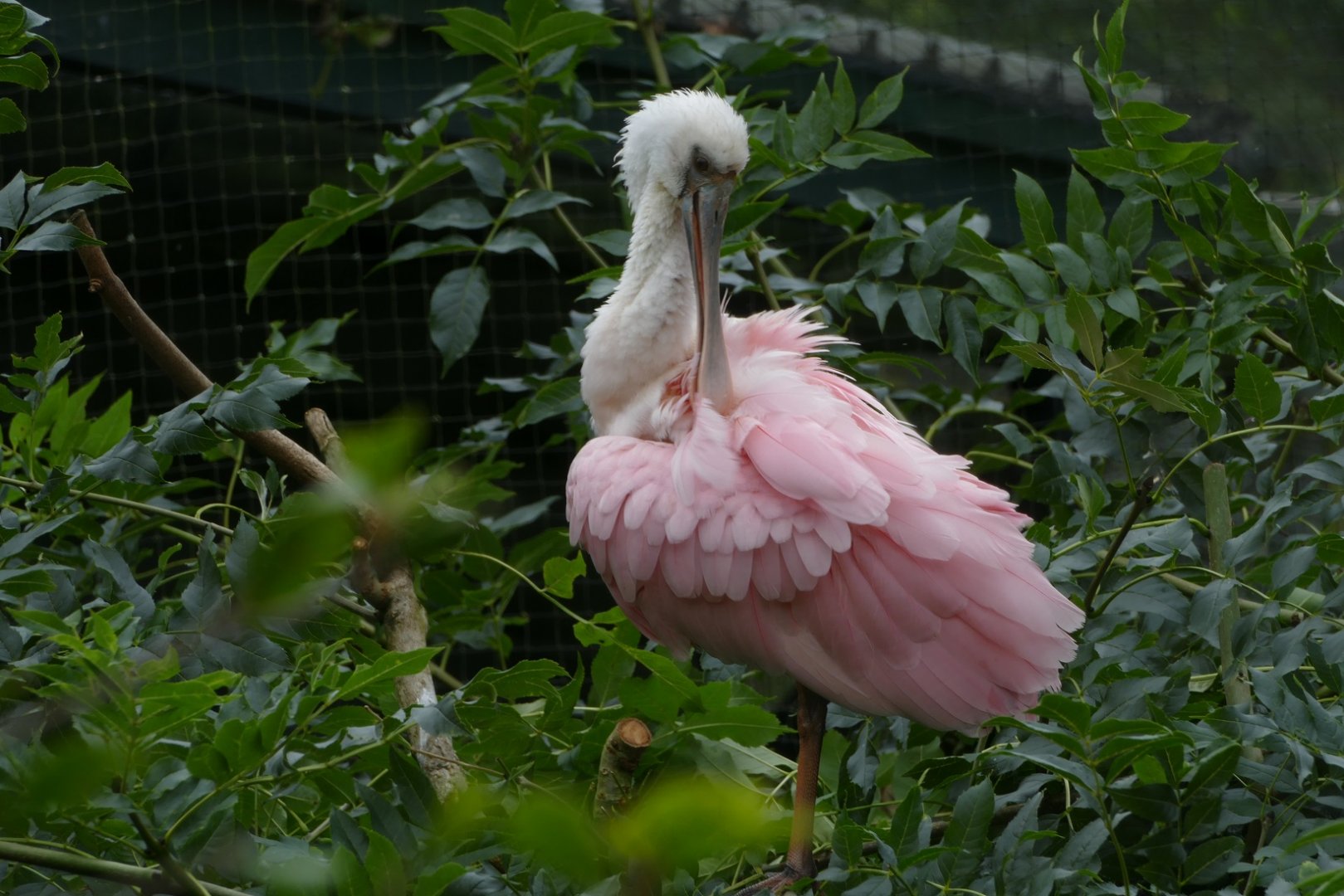 Roseate spoonbill, July 2020