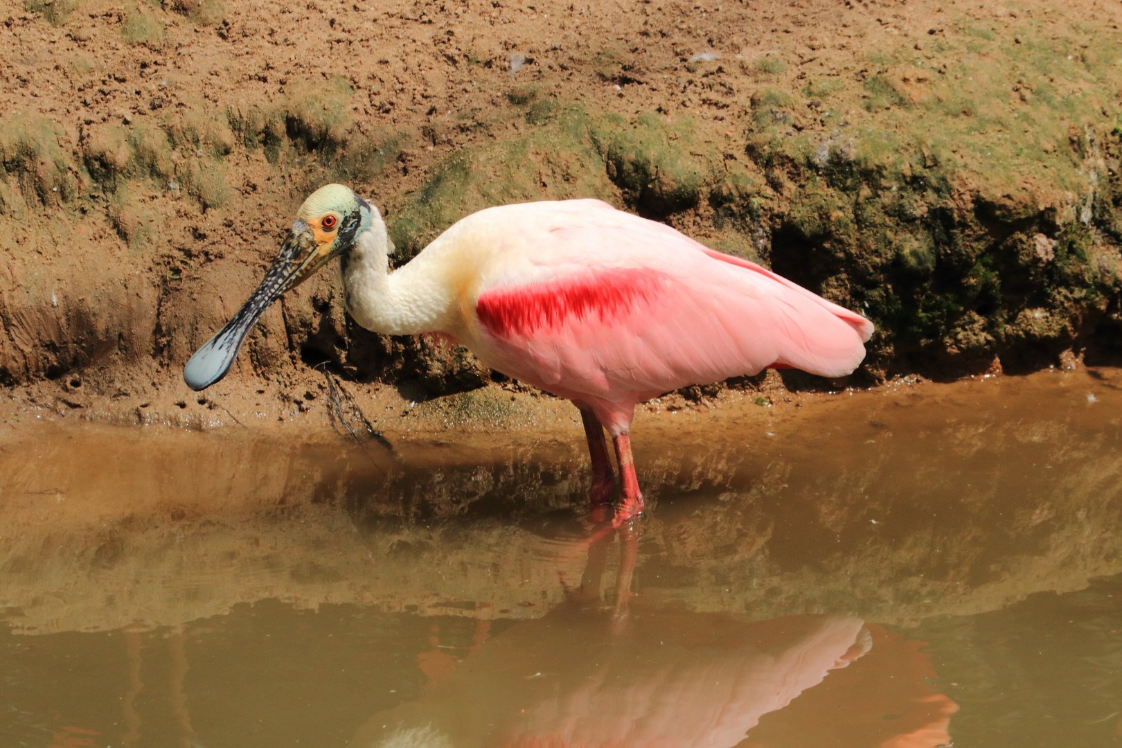 Roseate spoonbill (July 2020)