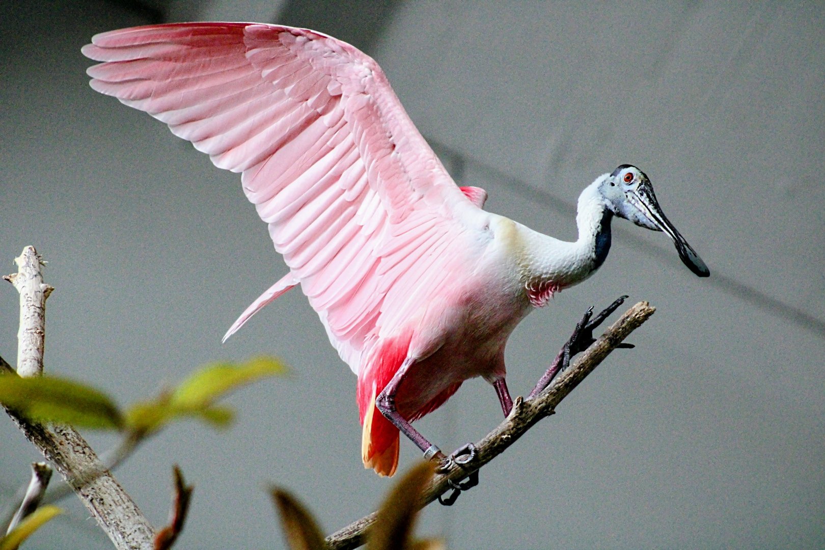 Roseate Spoonbill [May 25, 2022]