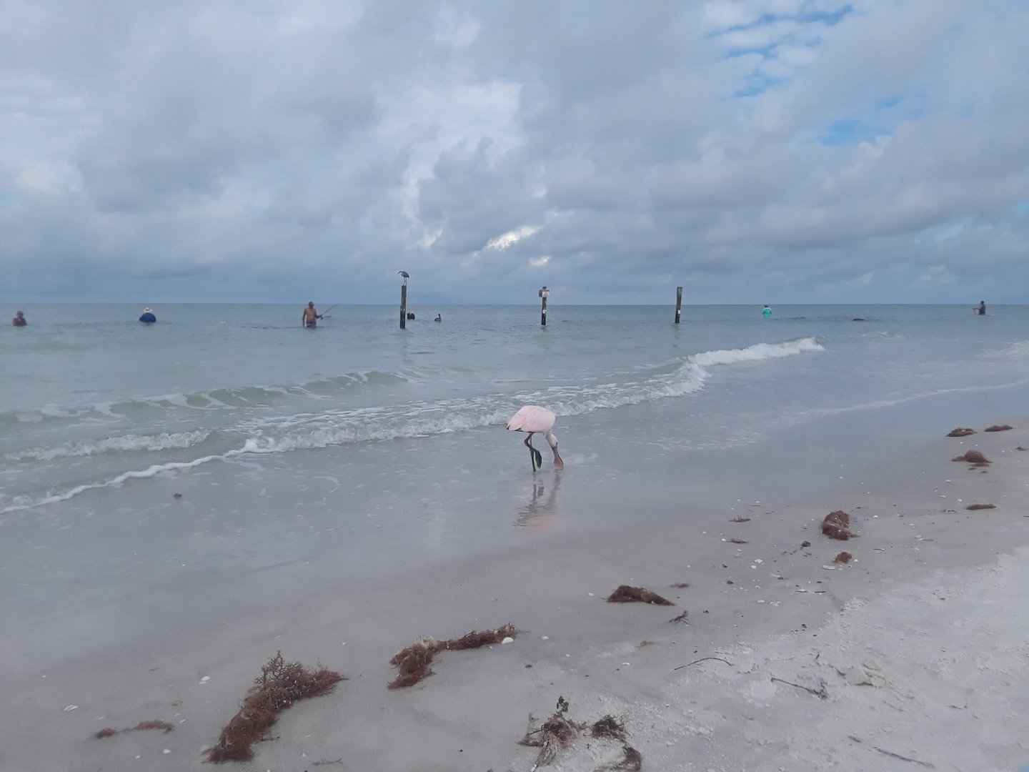 Roseate Spoonbill on a beach