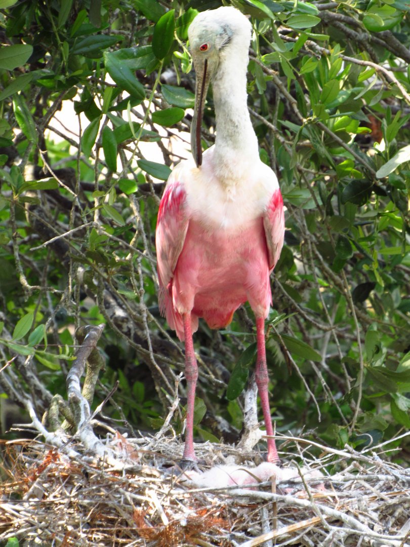 Roseate Spoonbill On Nest
