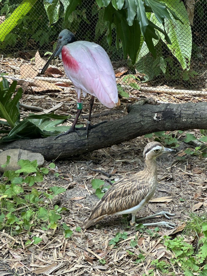 Roseate Spoonbill (P. ajaja) + Double-Striped Thick-Knee (H. bistriatus)