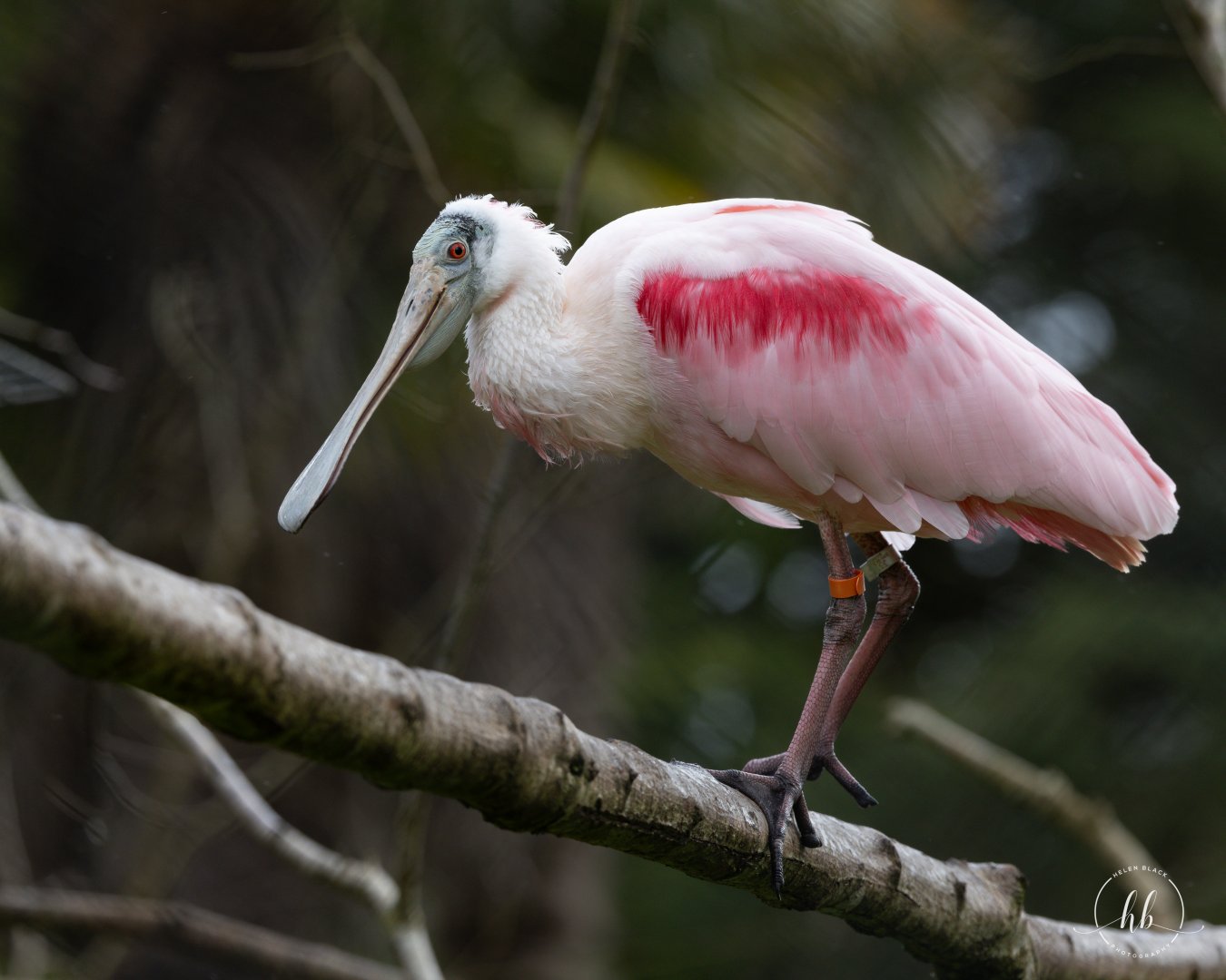 Roseate Spoonbill / Paignton / 15-3-24