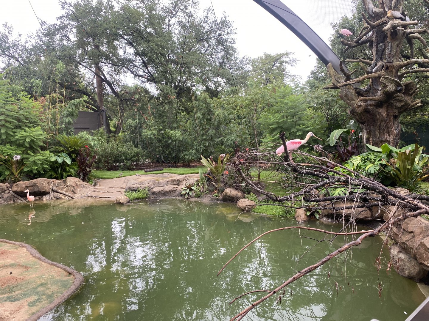 Roseate Spoonbill Perching