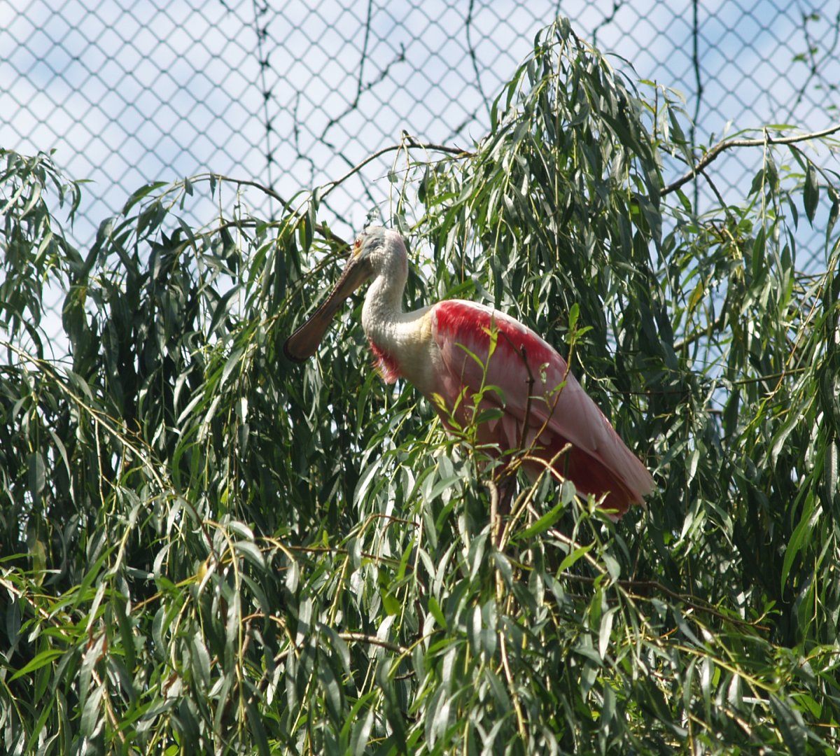 Roseate spoonbill (Platalea ajaja), 2006-07-08
