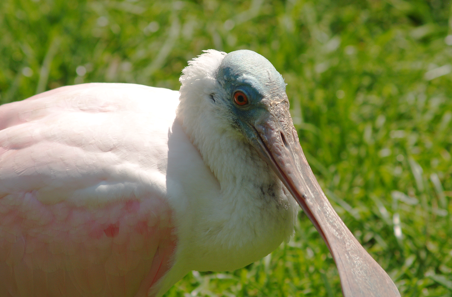 Roseate spoonbill (Platalea ajaja), 2007-08-04