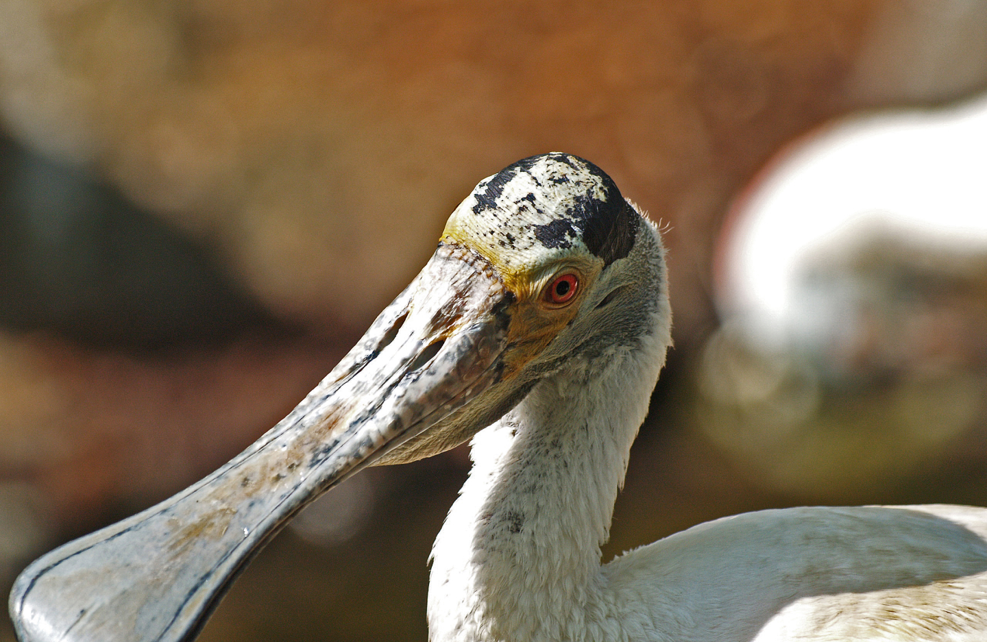Roseate spoonbill (Platalea ajaja), 2009-04-19