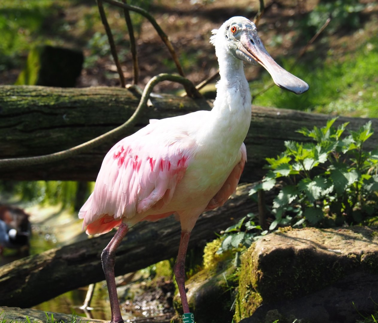 Roseate spoonbill (Platalea ajaja), 2019-03-30