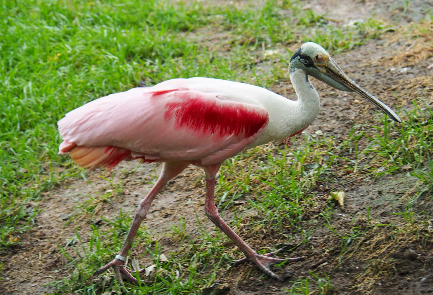 Roseate spoonbill (Platalea ajaja), 2019-07-21