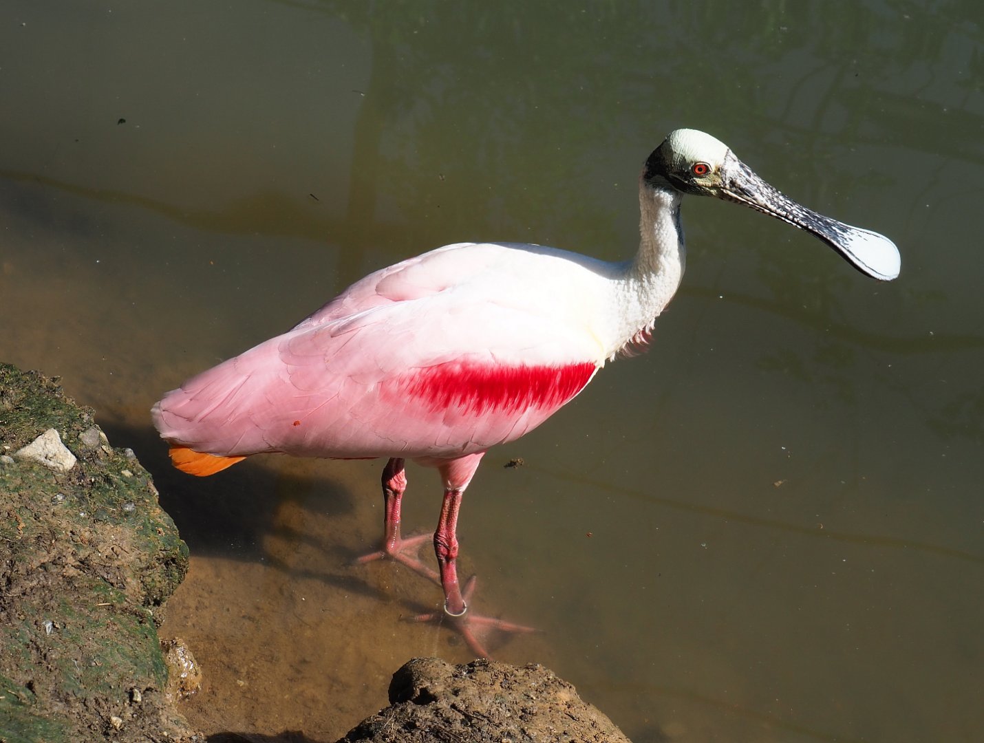 Roseate spoonbill (Platalea ajaja), 2022-06-28