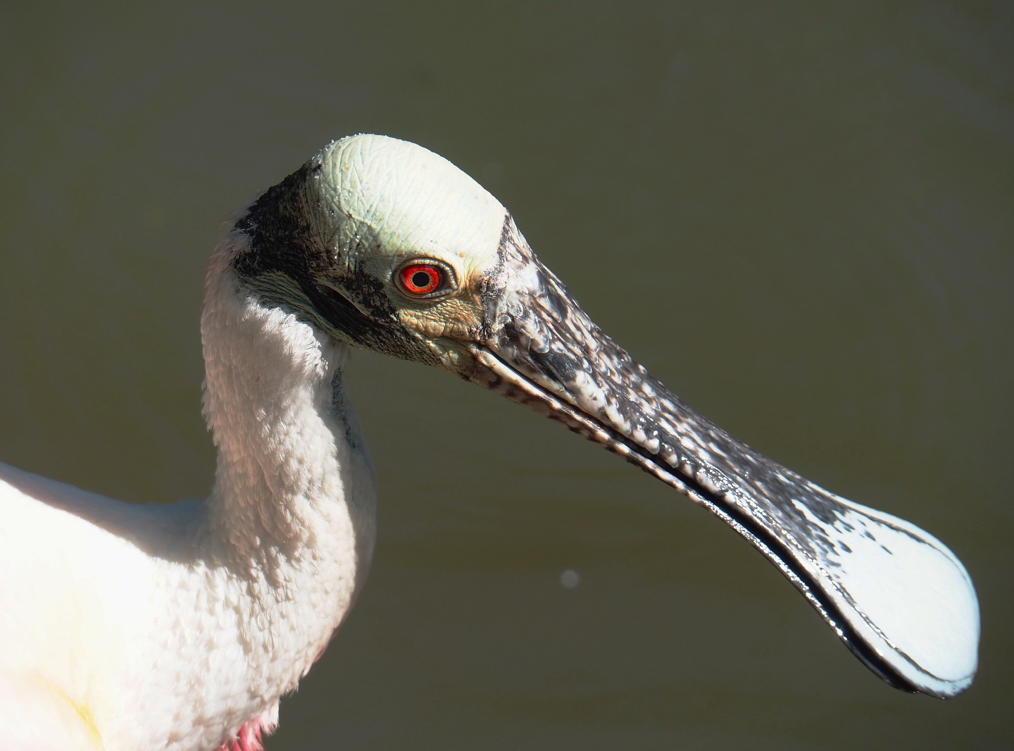 Roseate spoonbill (Platalea ajaja), 2022-06-28