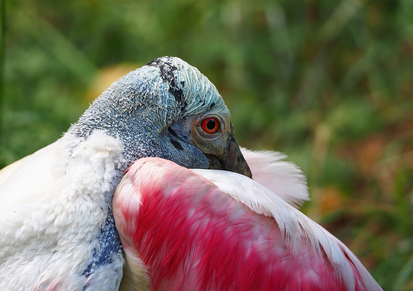 Roseate spoonbill (Platalea ajaja), 2022-08-20