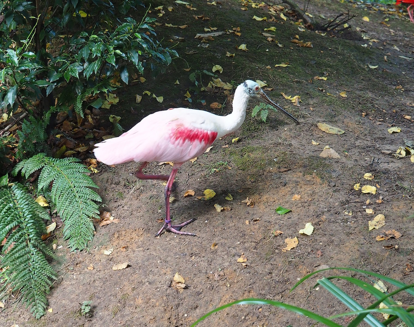 Roseate spoonbill (Platalea ajaja), 2022-08-20