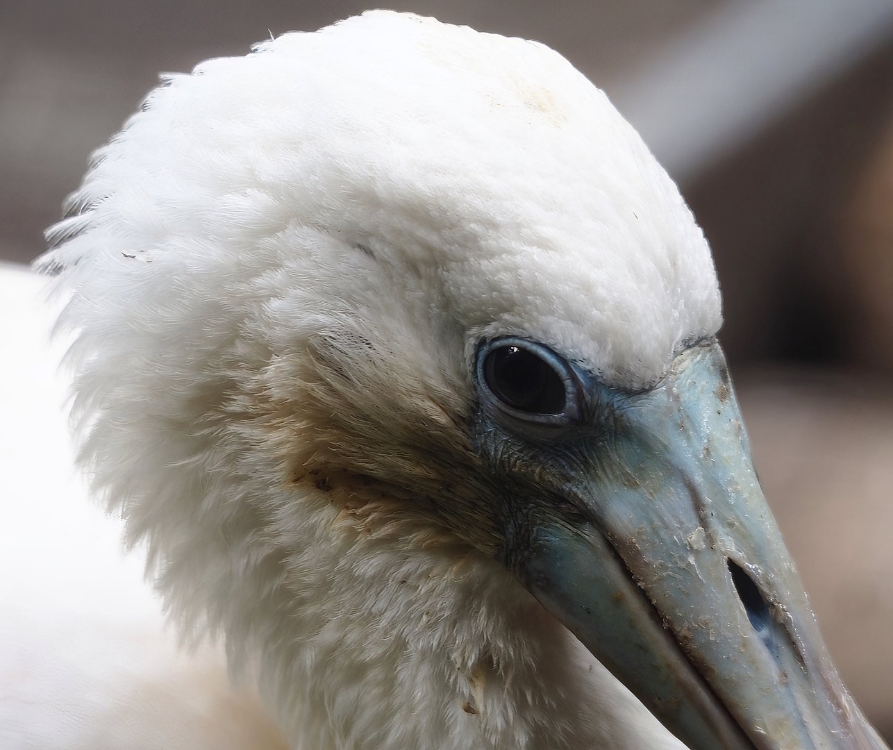 Roseate spoonbill (Platalea ajaja), 2022-08-28