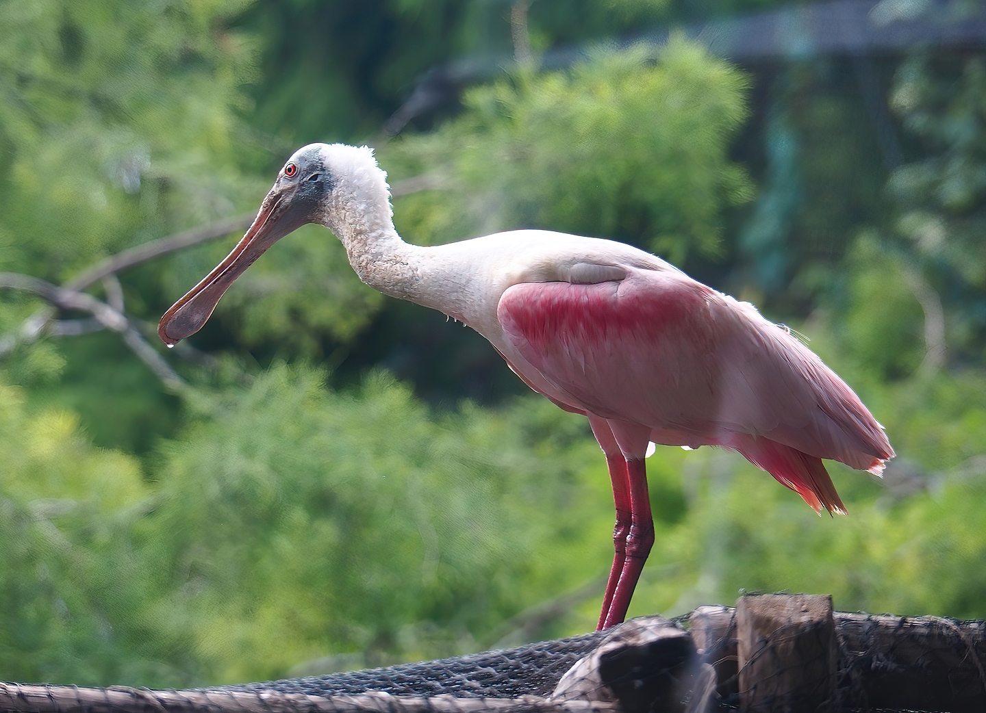 Roseate spoonbill (Platalea ajaja), 2022-08-28