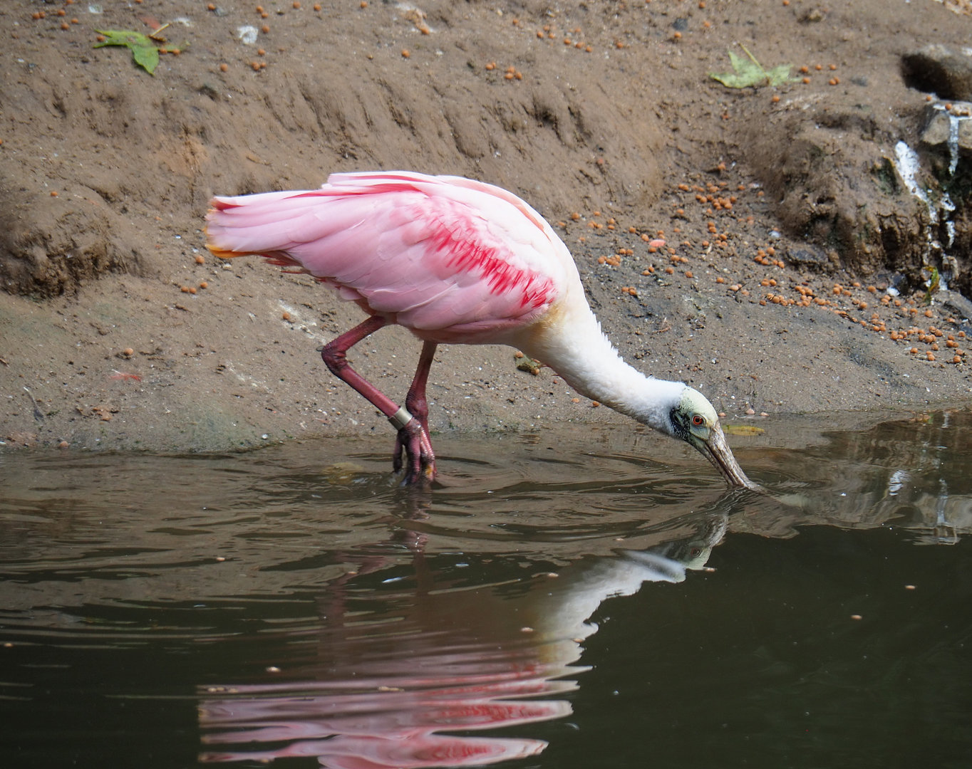 Roseate spoonbill (Platalea ajaja), 2022-09-15