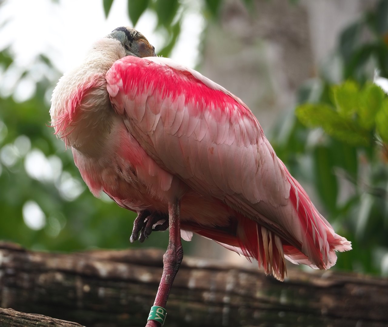 Roseate spoonbill (Platalea ajaja), 2023-07-18