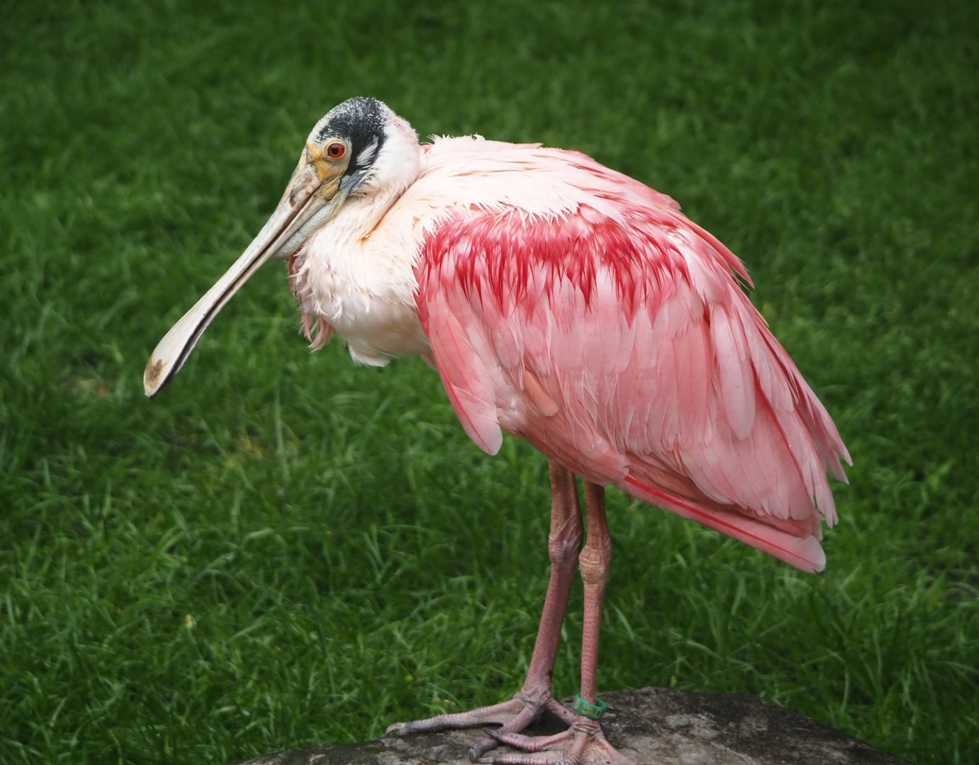 Roseate spoonbill (Platalea ajaja), 2024-05-22