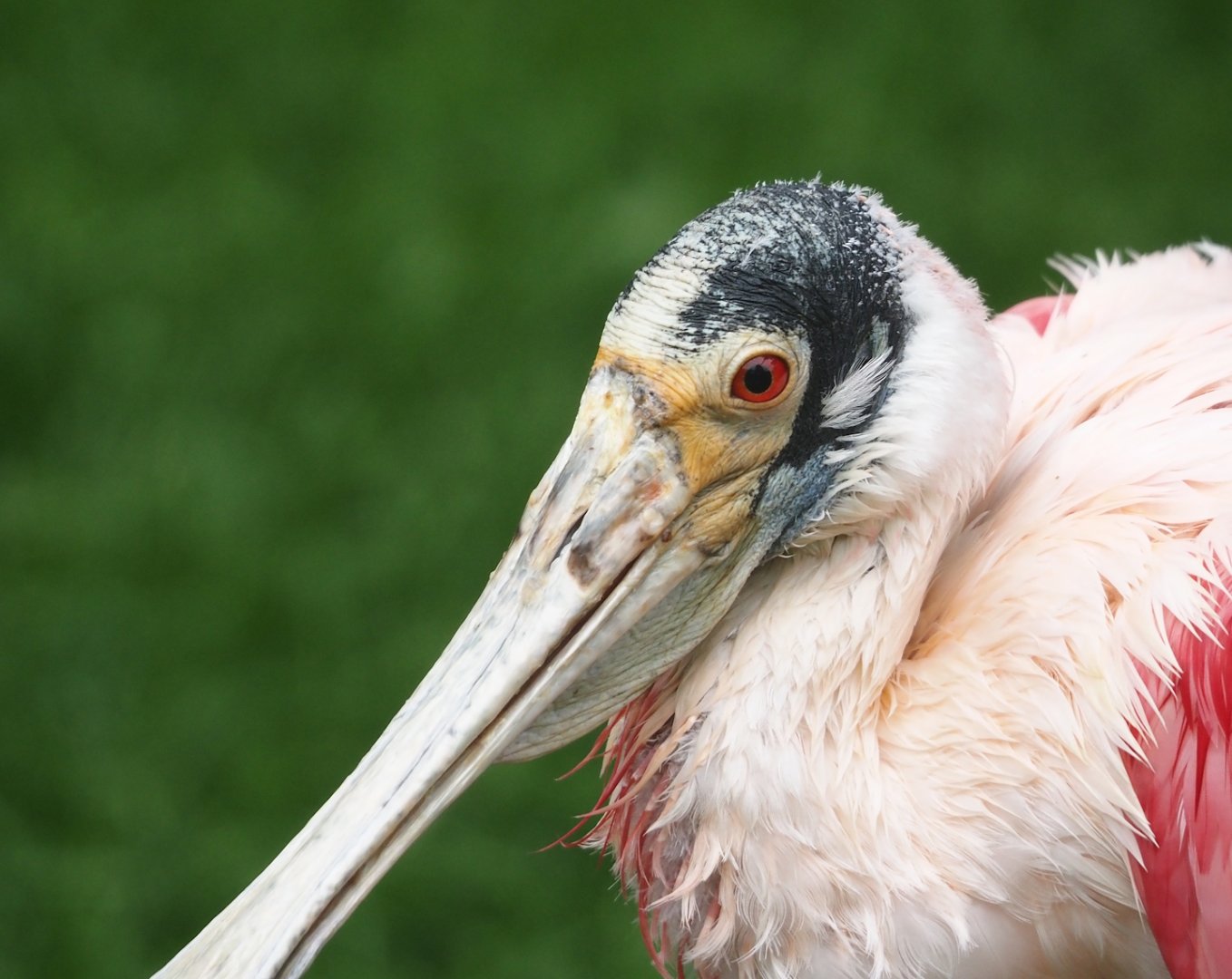 Roseate spoonbill (Platalea ajaja), 2024-05-22