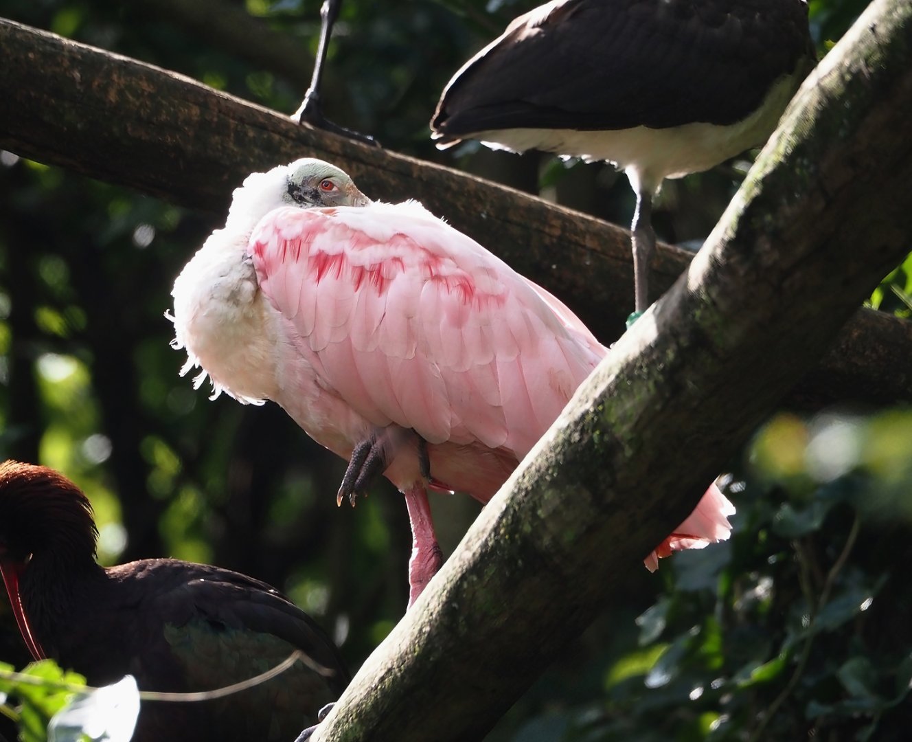 Roseate spoonbill (Platalea ajaja), 2024-08-21