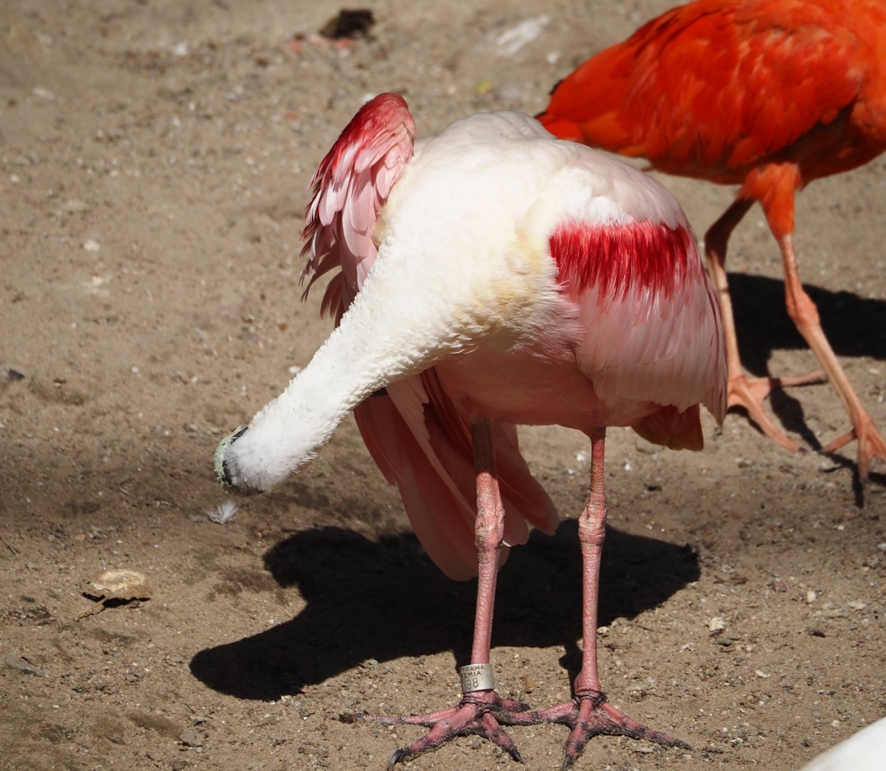 Roseate spoonbill (Platalea ajaja), 2024-09-17