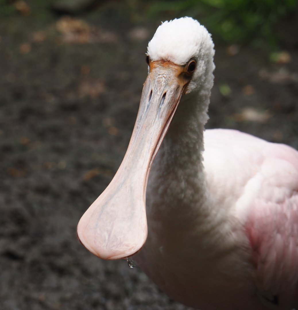 Roseate spoonbill (Platalea ajaja), 2025-05-22