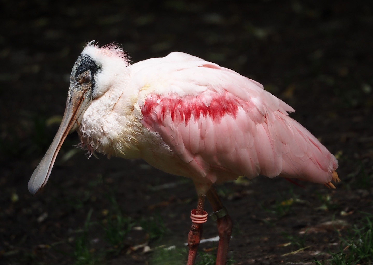 Roseate spoonbill (Platalea ajaja), 2025-05-22