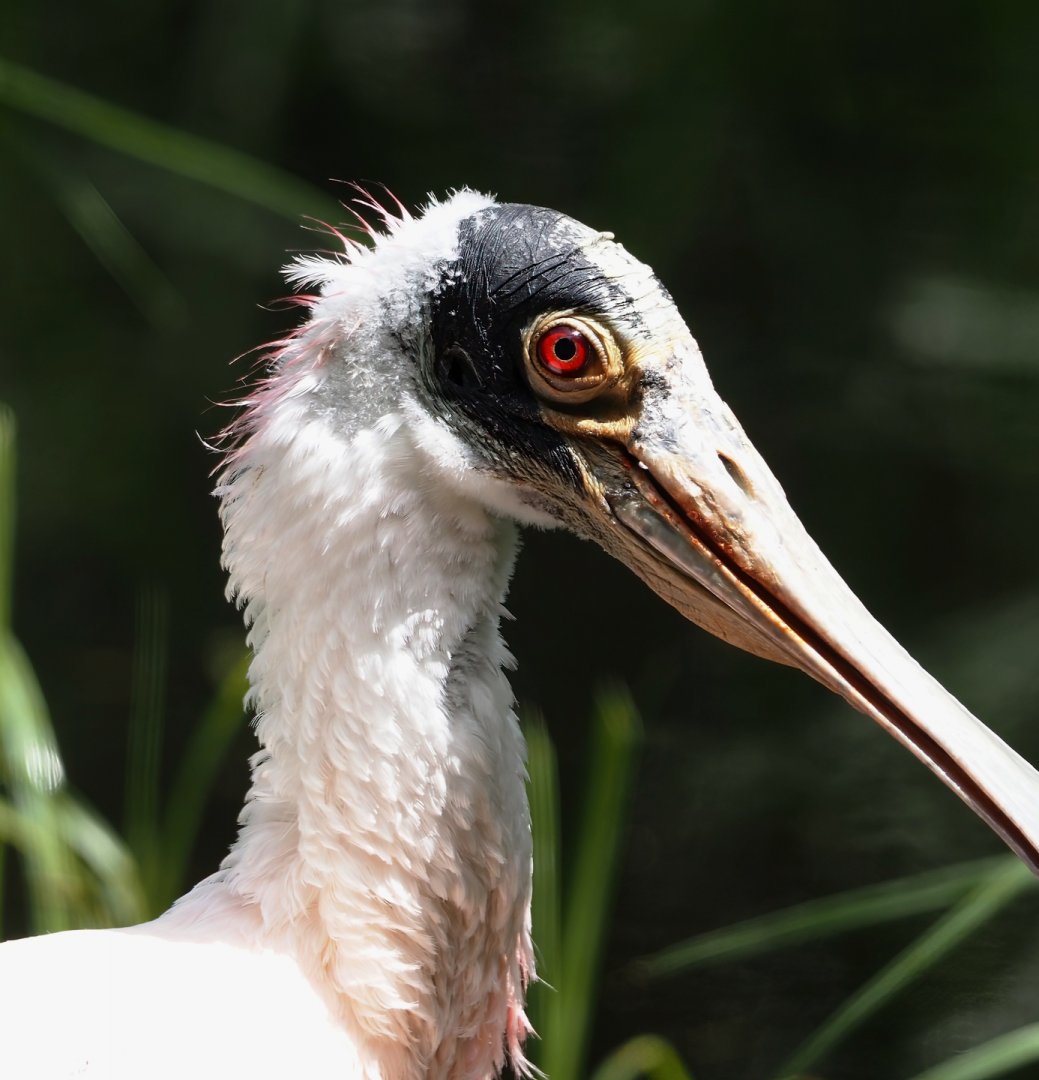 Roseate spoonbill (Platalea ajaja), 2025-05-22