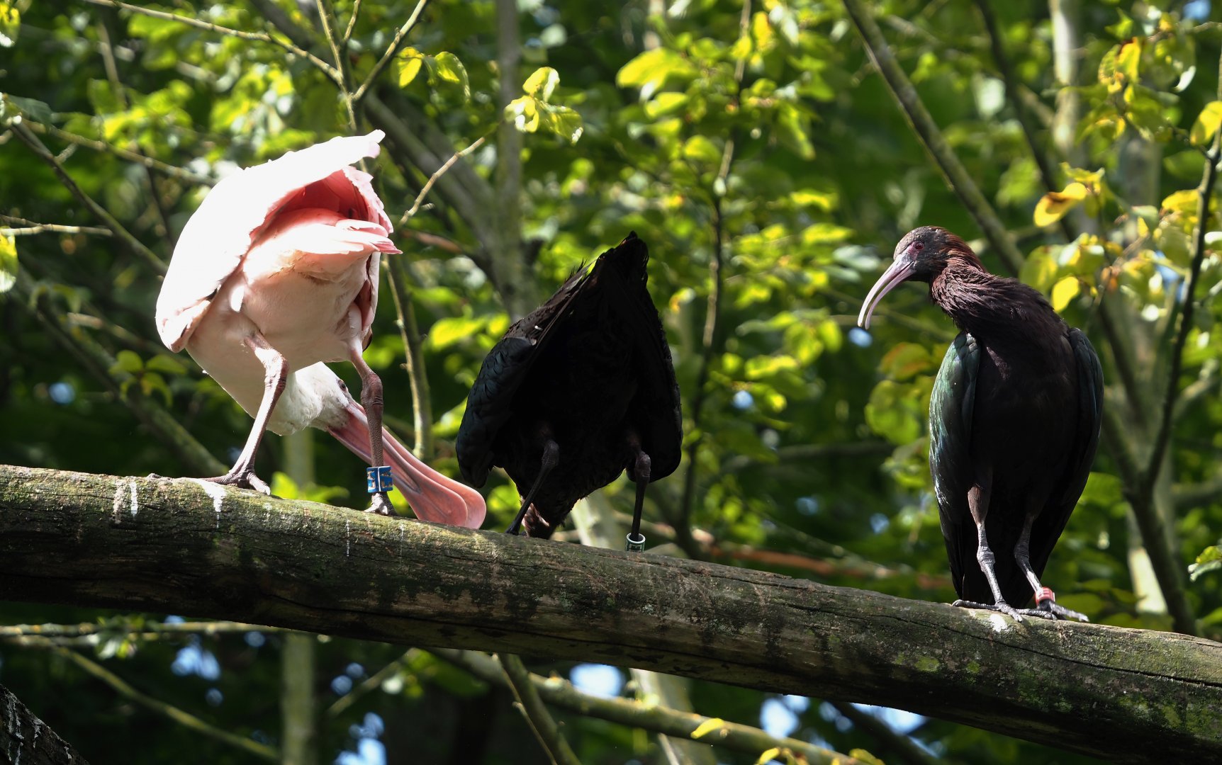Roseate spoonbill (Platalea ajaja) and Puna ibises (Plegadis ridgwayi), 2024-08-21