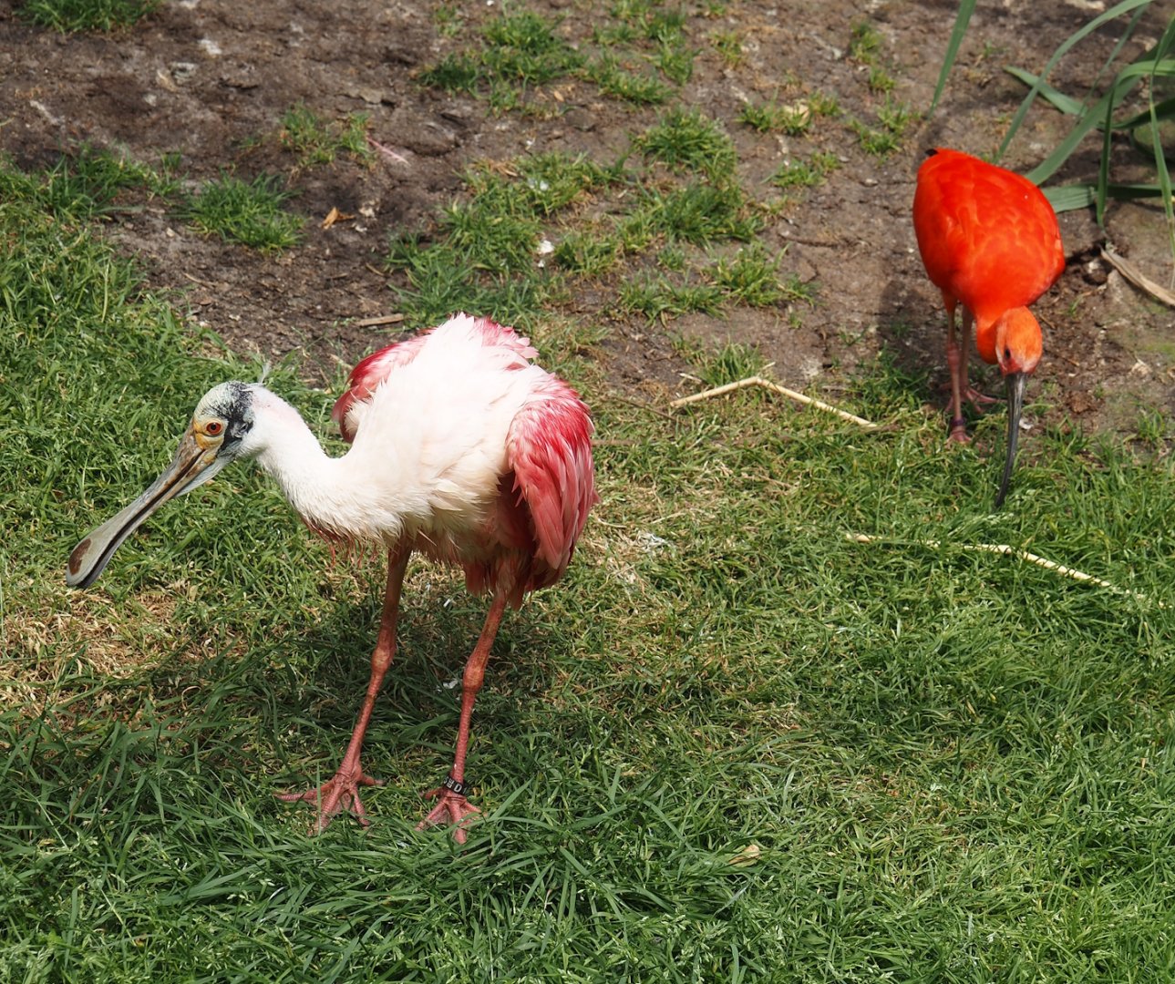 Roseate spoonbill (Platalea ajaja) and Scarlet ibis (Eudocimus ruber), 2024-05-21