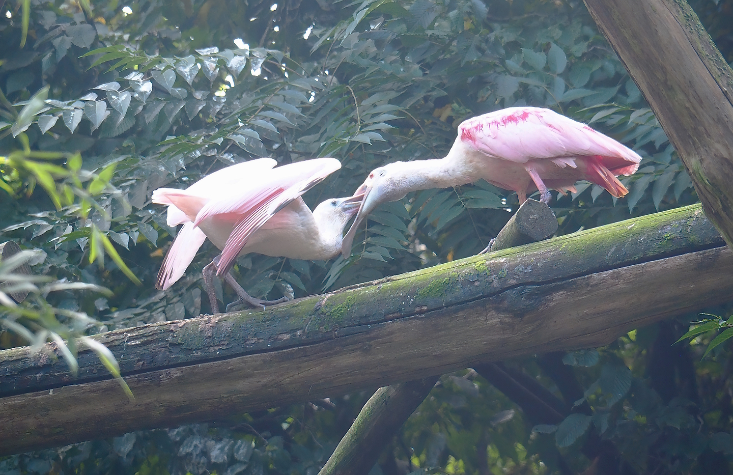 Roseate spoonbill (Platalea ajaja) feeding juvenile, 2022-08-20