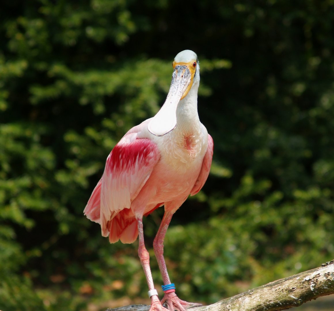 Roseate spoonbill (Platalea ajaja), May 2006