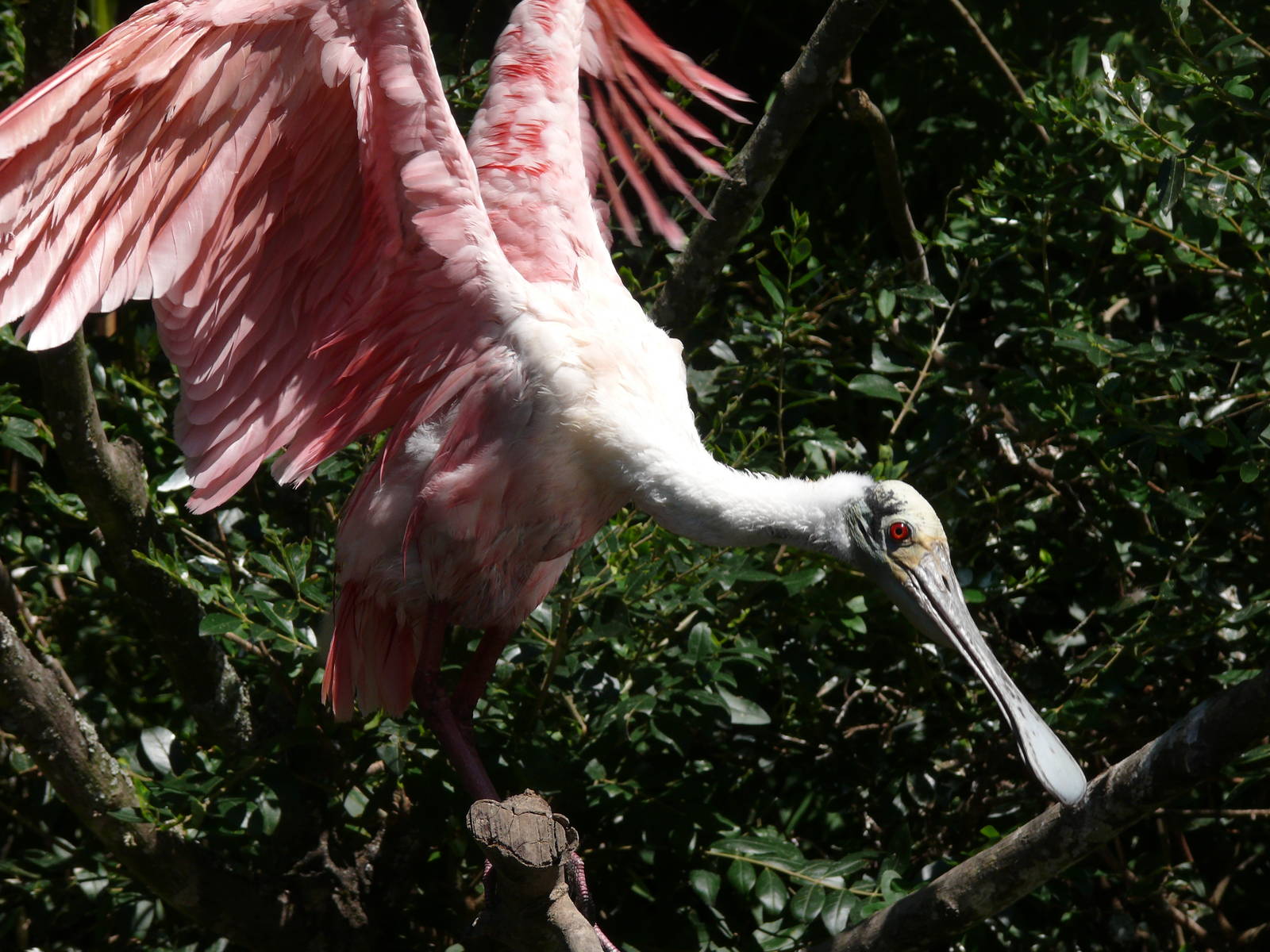 Roseate spoonbill (Platalea ajaja)