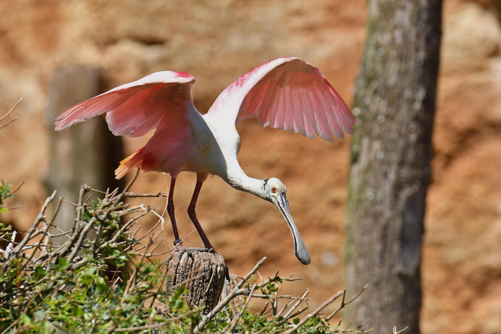 Roseate spoonbill (Platalea ajaja)