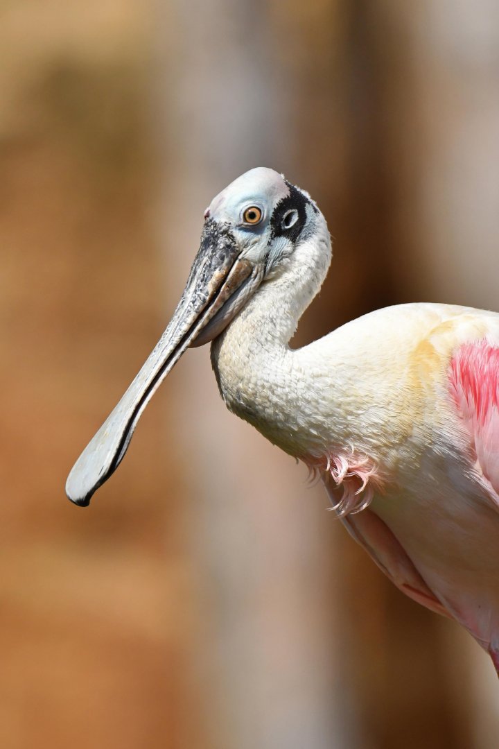 Roseate spoonbill (Platalea ajaja)
