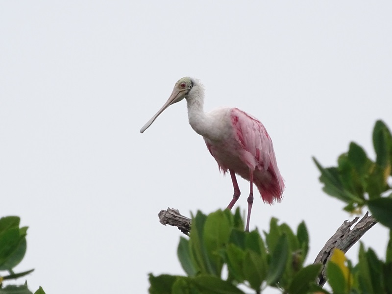 Roseate spoonbill (Platalea ajaja)
