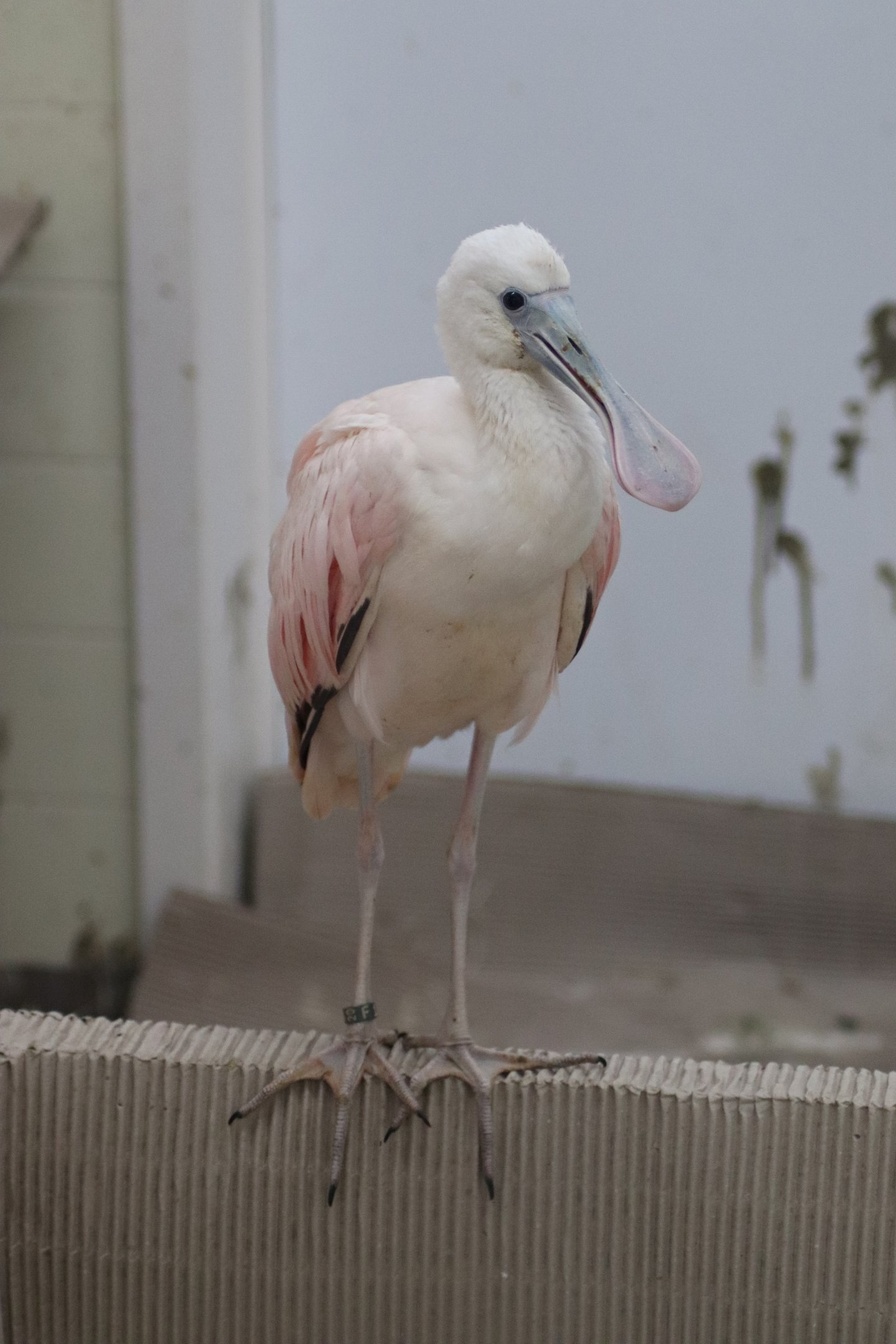Roseate spoonbill (Platalea ajaja)