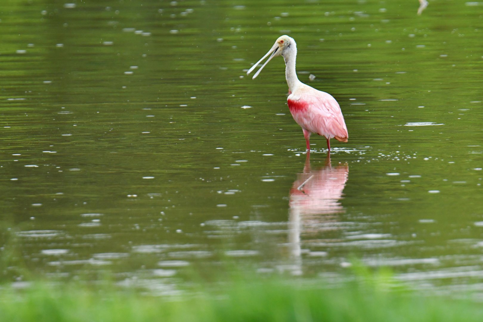 Roseate Spoonbill (Platalea ajaja)