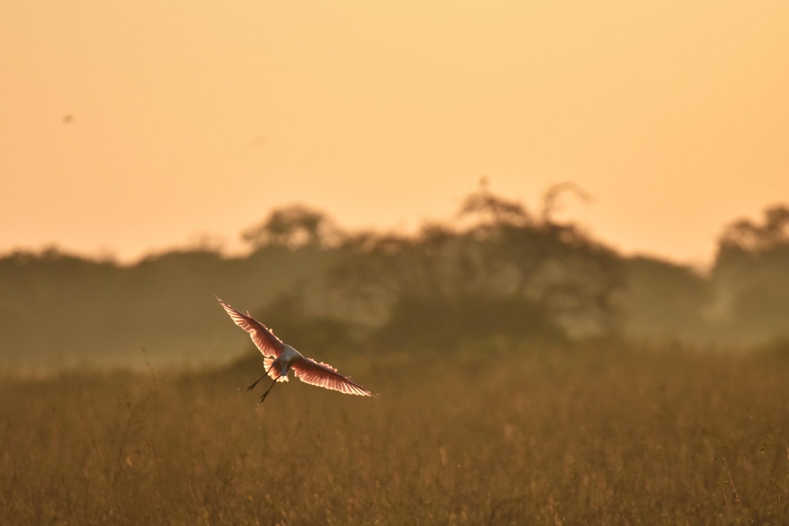 Roseate Spoonbill (Platalea ajaja)