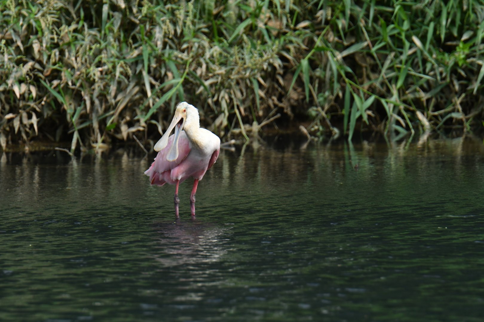 Roseate Spoonbill (Platalea ajaja)