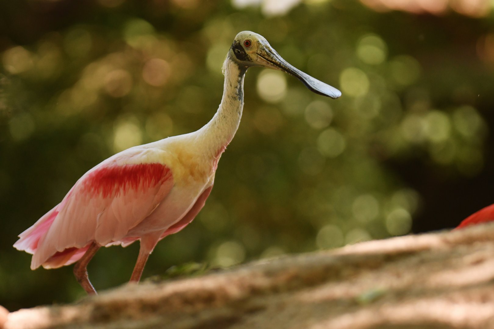 Roseate Spoonbill Platalea ajaja