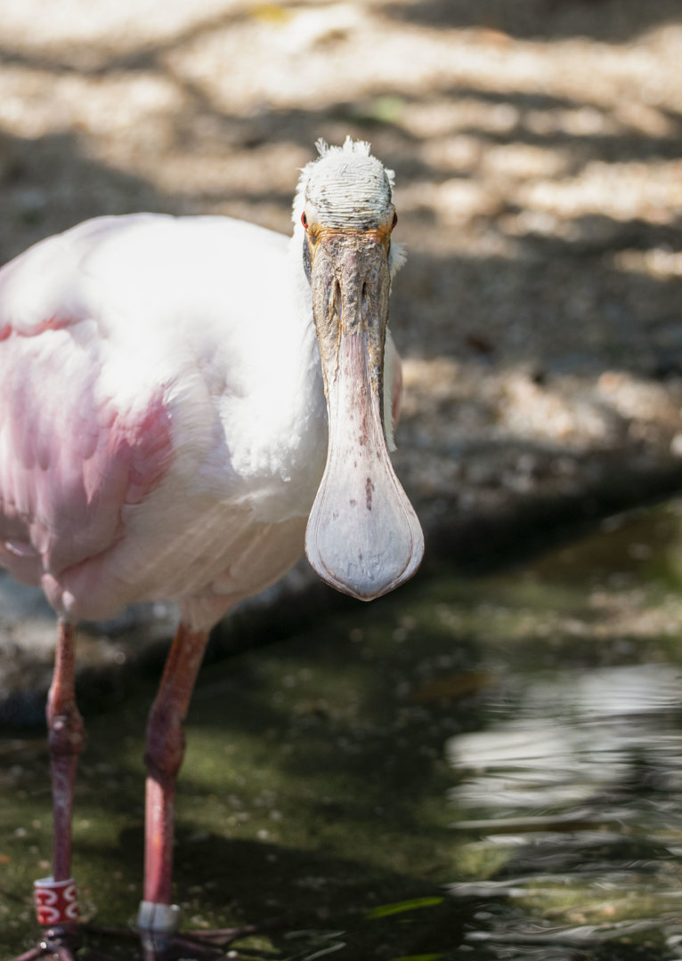Roseate spoonbill (Platalea ajaja)