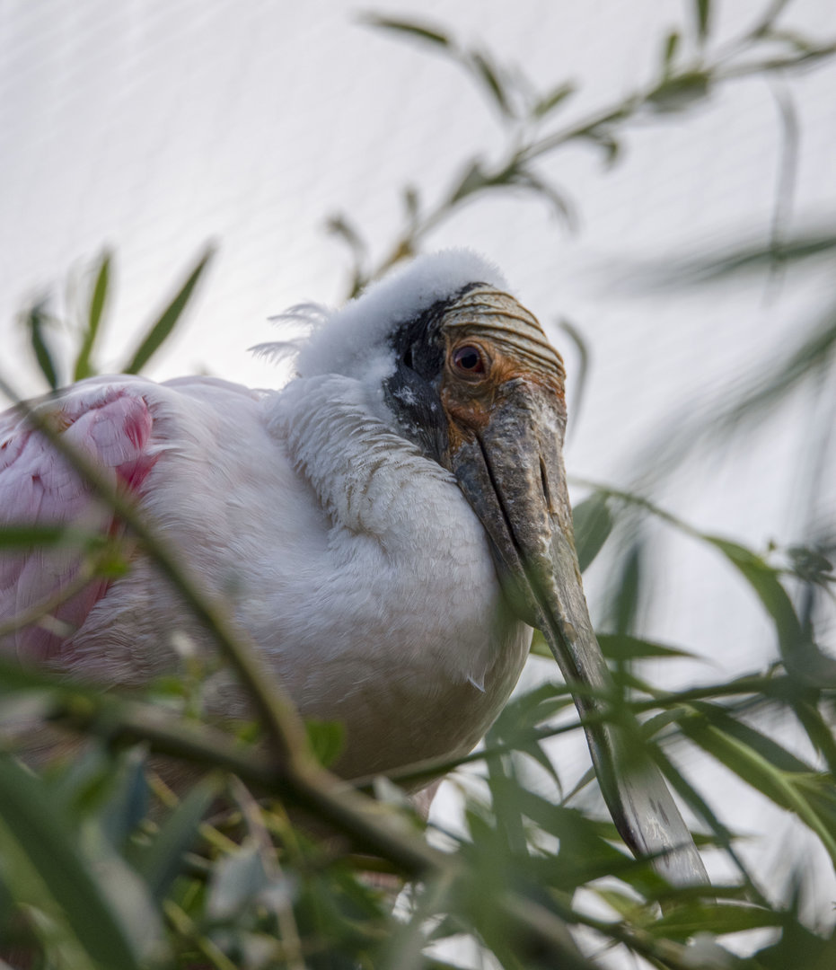 Roseate spoonbill (Platalea ajaja)