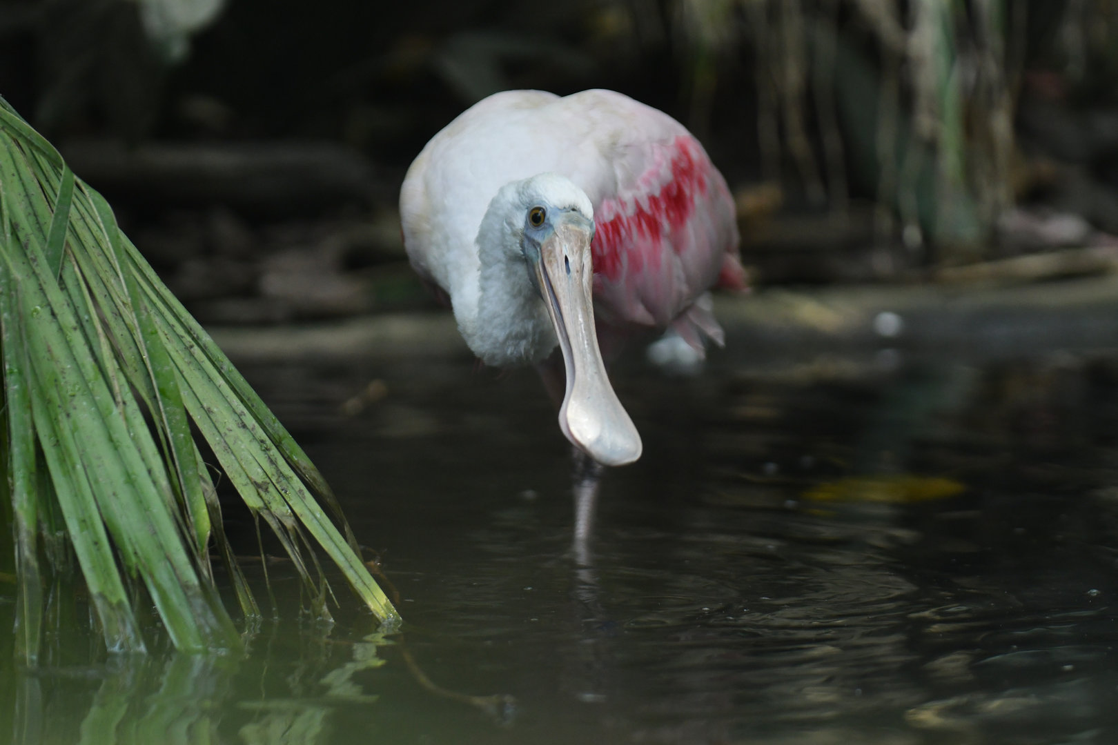 Roseate spoonbill (Platalea ajaja)